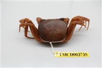 藏品(角眼沙蟹)的圖片